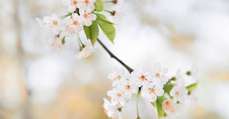 Winter To Spring - Selective Focus Photography of White Petaled Flowers